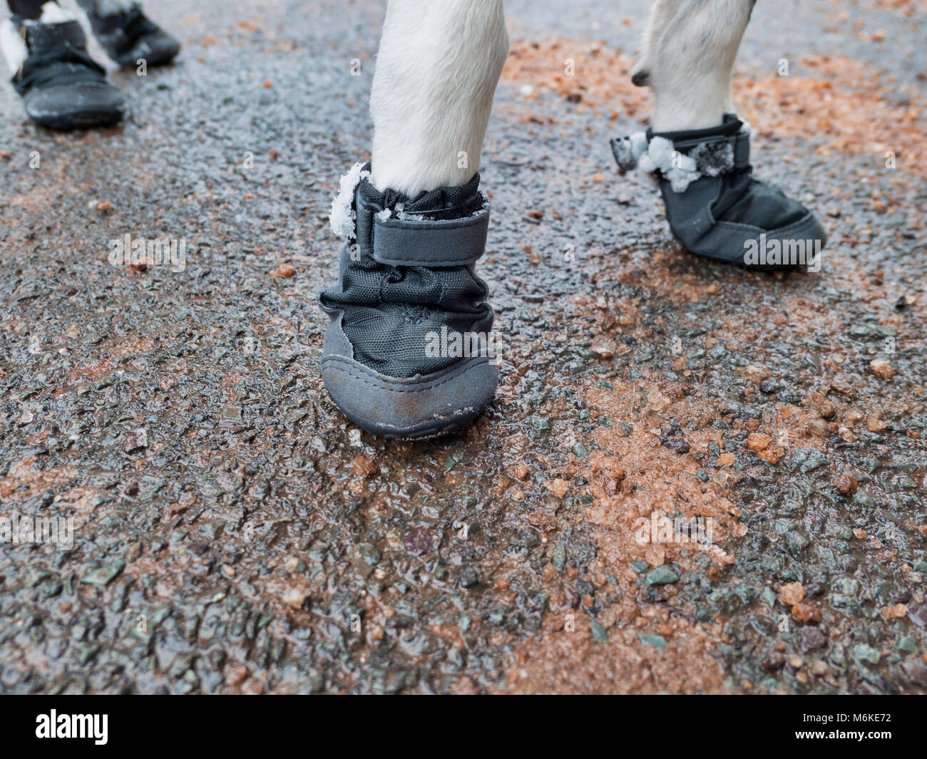 Regno Unito Meteo: una a pelo corto Border Collie cane indossando un cappotto & Snow Boots per proteggere il suo pad & zampe dal ghiaccio freddo, grit & sale durante una passeggiata vicino Ashb Foto Stock