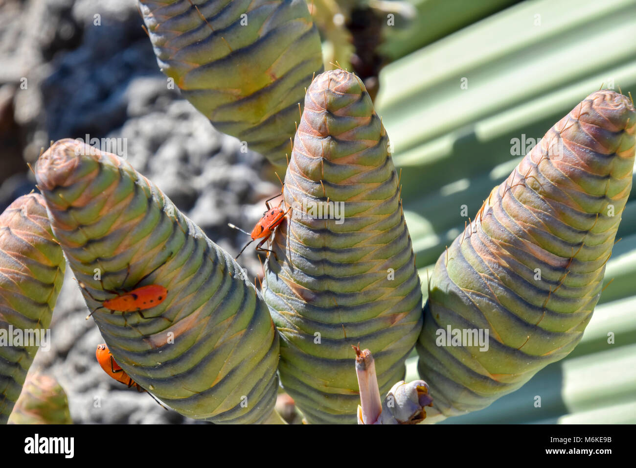 Welwitschia piante nel deserto vicino alla città costiera di Swakopmund all'Oceano Atlantico in Namibia in Africa australe che può crescere per migliaia di y Foto Stock