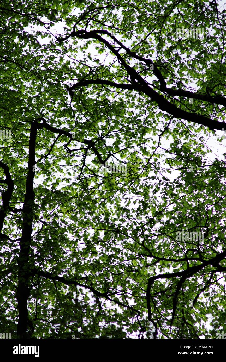 Guardando verso l'alto un Decidious Temperate tettoia di bosco in primavera. Seaton Park, Aberdeen Scotland, Regno Unito. Maggio, 2016. Foto Stock