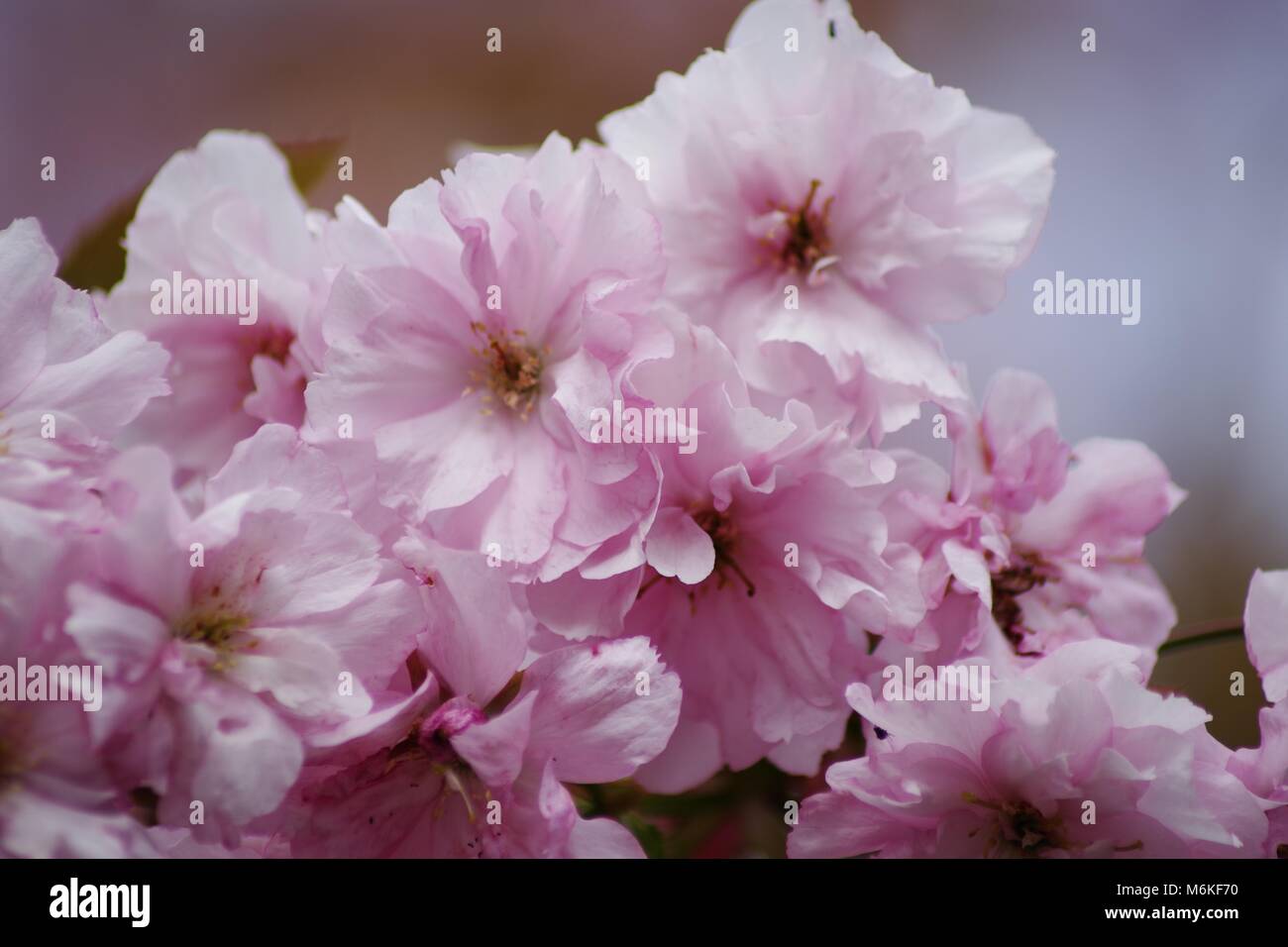 Rosa Fioritura di ciliegio in fiore di un giardino di Aberdeen. La Scozia, Regno Unito. Maggio, 2016. Foto Stock