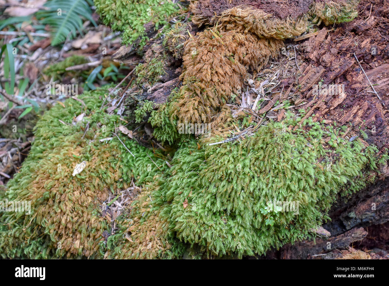 Moss colorato nella foresta sul Giubileo popolare Creek sentiero escursionistico a Knysna sulla Garden Route del Sud Africa con il suo flusso e minin storico Foto Stock