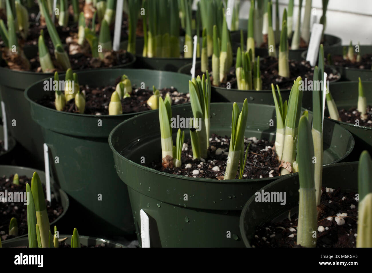 Lampadine della molla crescere nel sole luminoso in una Nuova Inghilterra serra/ Foto Stock