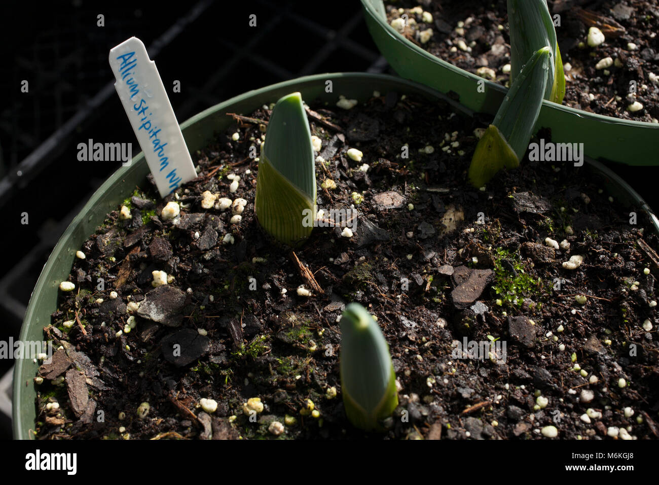 Lampadine della molla crescere nel sole luminoso in una Nuova Inghilterra serra/ Foto Stock