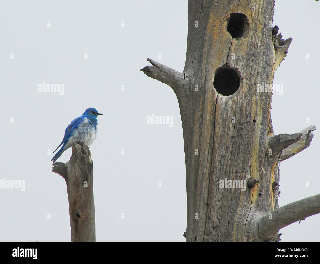 Mountain bluebird. Mountain bluebird dal nido in cavità di dead Lodgepole pino at Fountain Paint Pots; Foto Stock