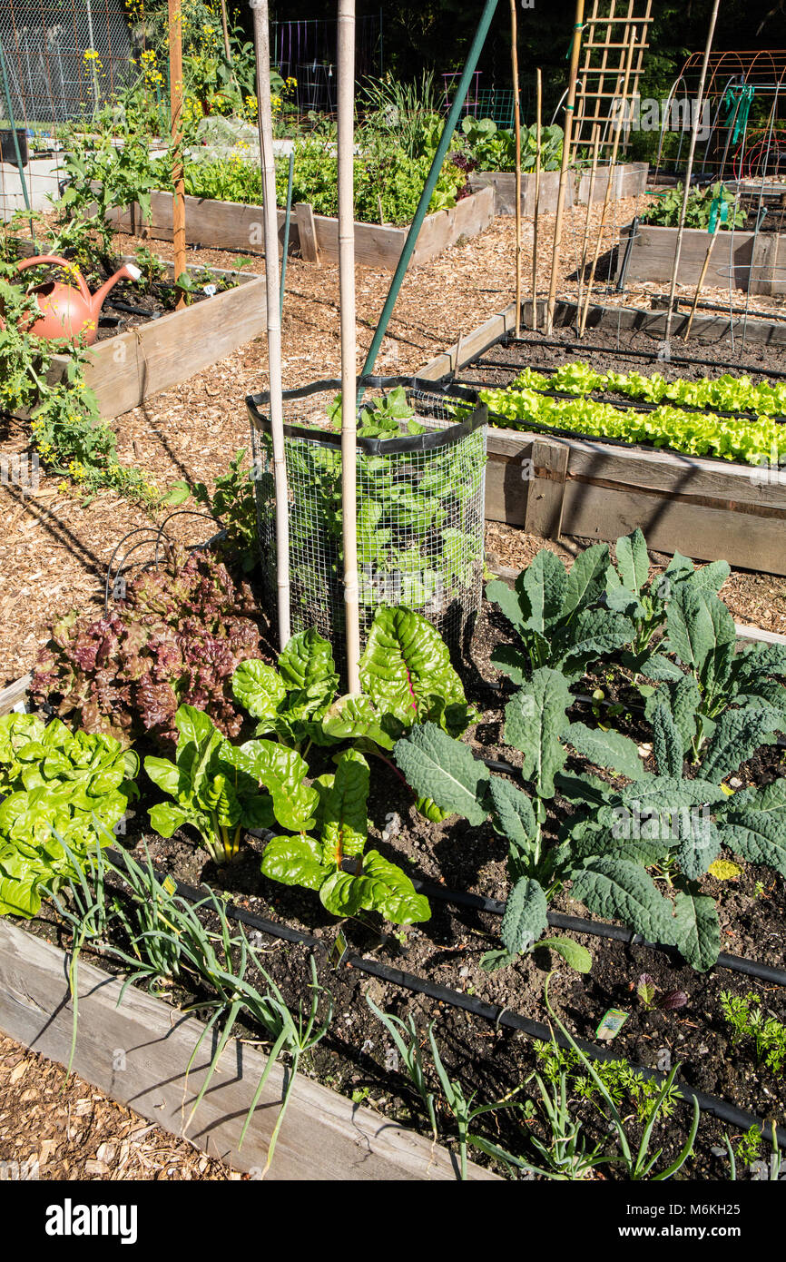 Giardino di primavera di over-lasciato le zone di svernamento (dino kale, cipolle, luci luminose le bietole, così come nuova stagione carote, insalata e patate Foto Stock