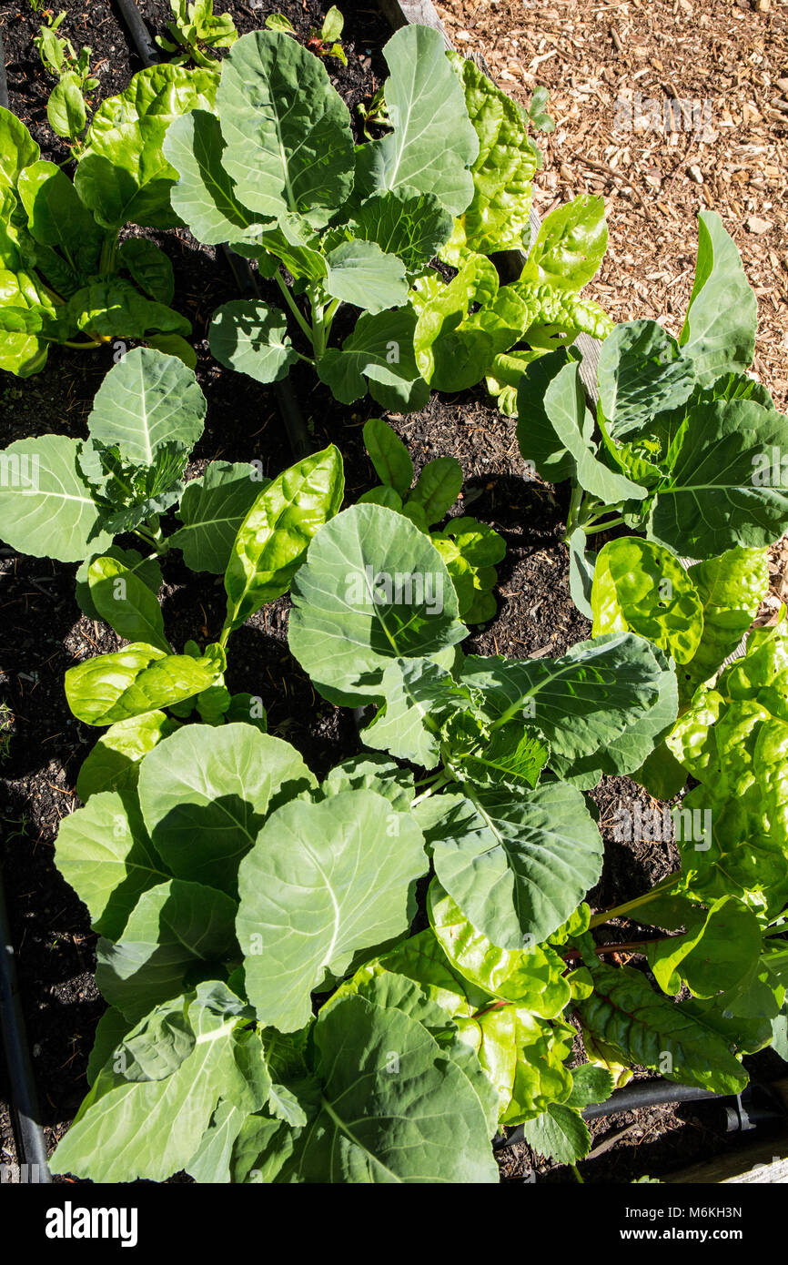 Il giardino di primavera di over-lasciato le zone di svernamento (Georgia Hybrid Collard e luci luminose bietole. Foto Stock