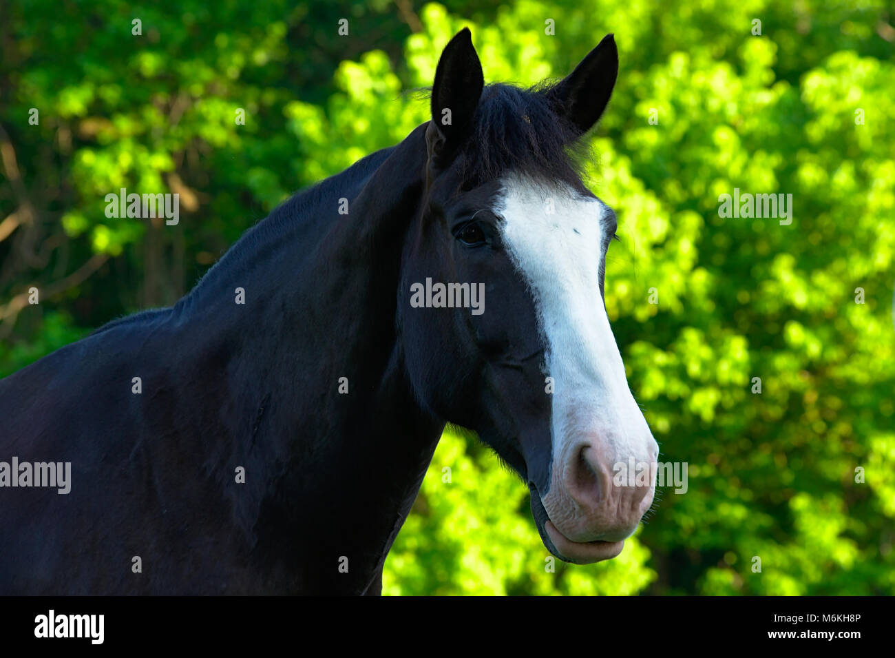 Primo piano della testa di cavallo Foto Stock