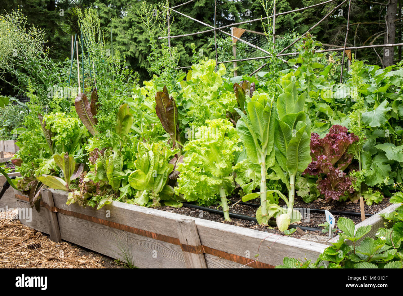 Una varietà di over-lasciato le zone di svernamento (lattuga crescendo in un letto sollevata in un giardino estivo Foto Stock