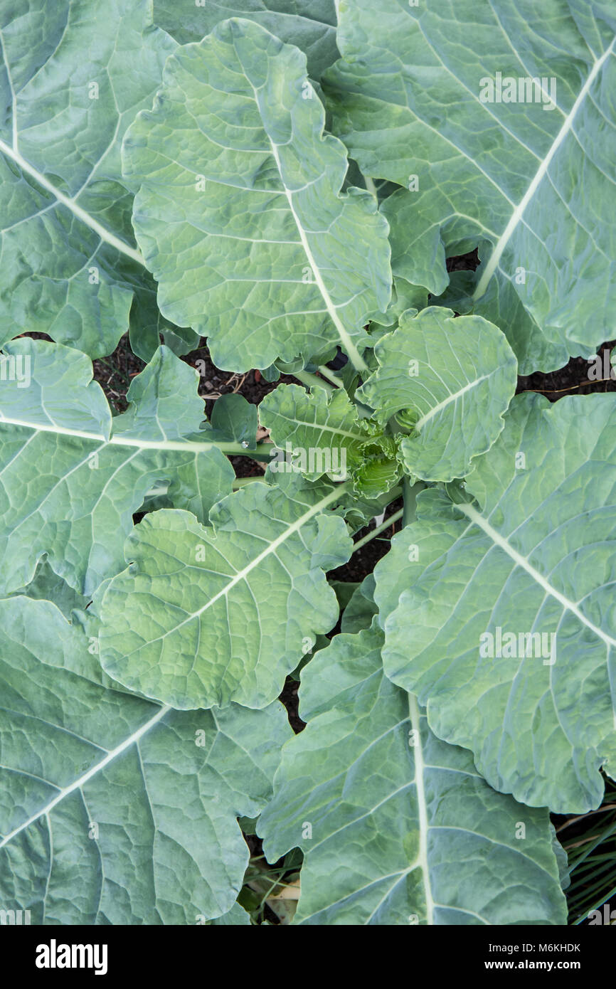 Collard piante verdi Foto Stock