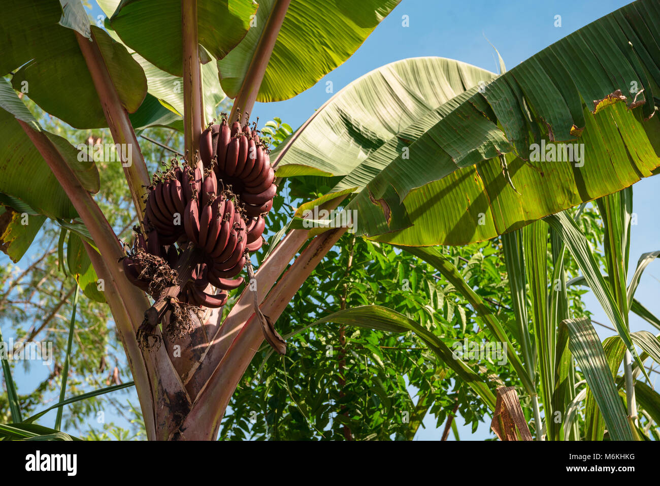 Il Palm tree con banane su uno sfondo di cielo blu Foto Stock