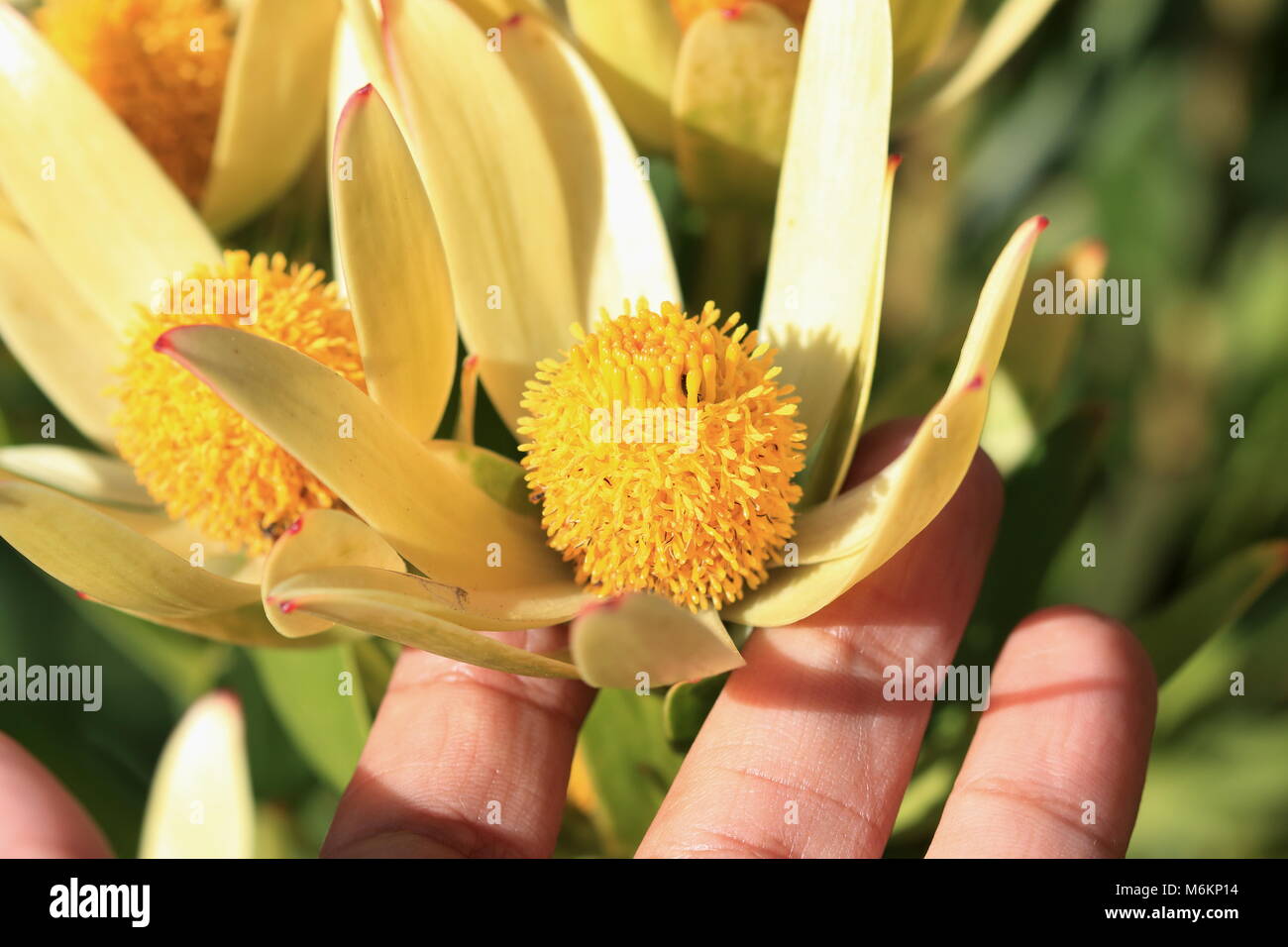 Leucadendron gandogeri Proteas o noto come un ampio cono di foglie di fiori di Bush Foto Stock