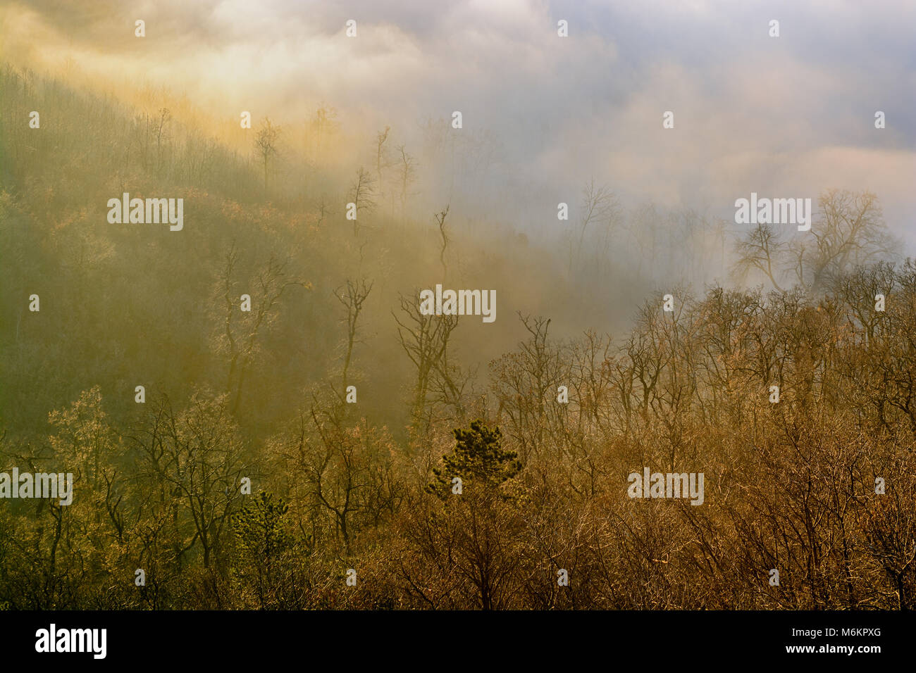 Collina boscosa pendii con nuvole basse in autunno Foto Stock
