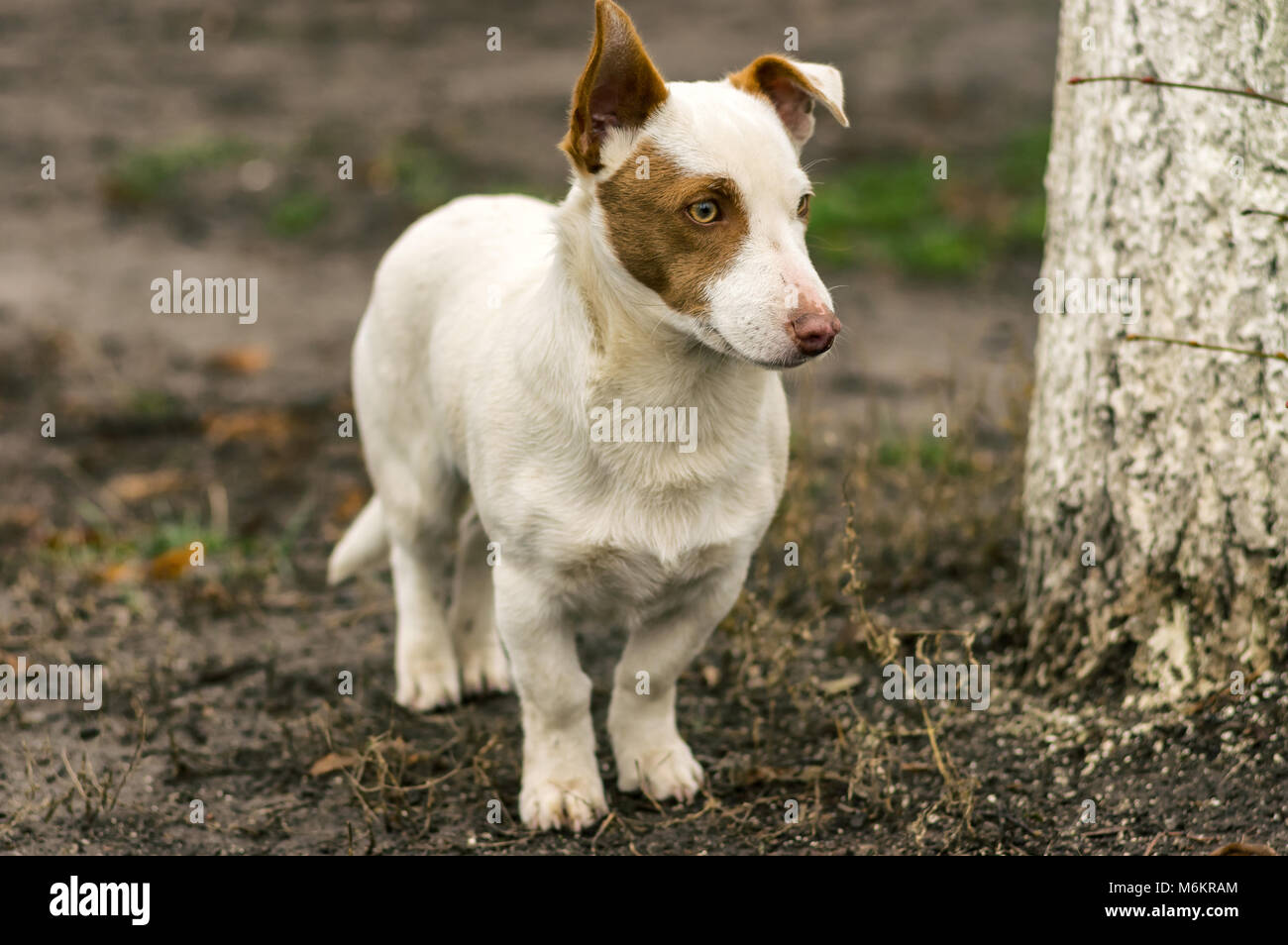 Outdoor ritratto di breve tozzo zampe coraggiosa cane a guardia del suo territorio Foto Stock