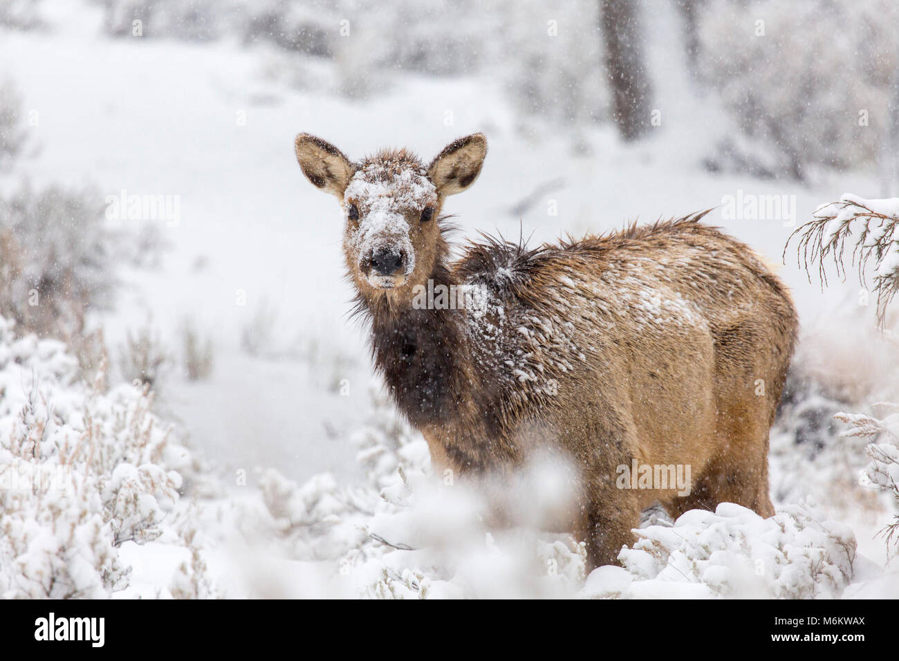 Cow elk nella neve, Mammoth Hot Springs. Foto Stock