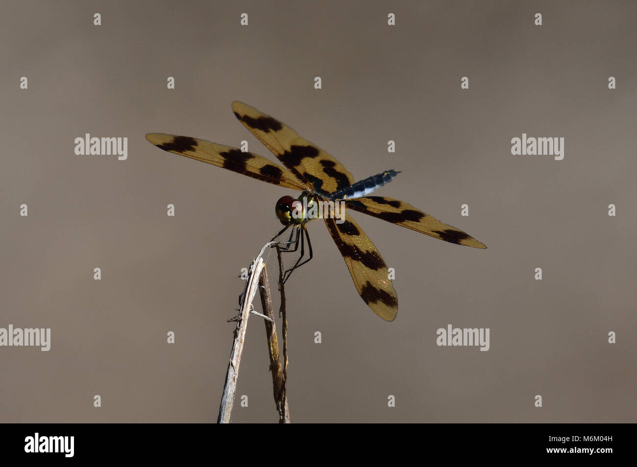 Un australiano Graphic Flutterer Dragonfly in appoggio su un ramoscello di close-up Foto Stock