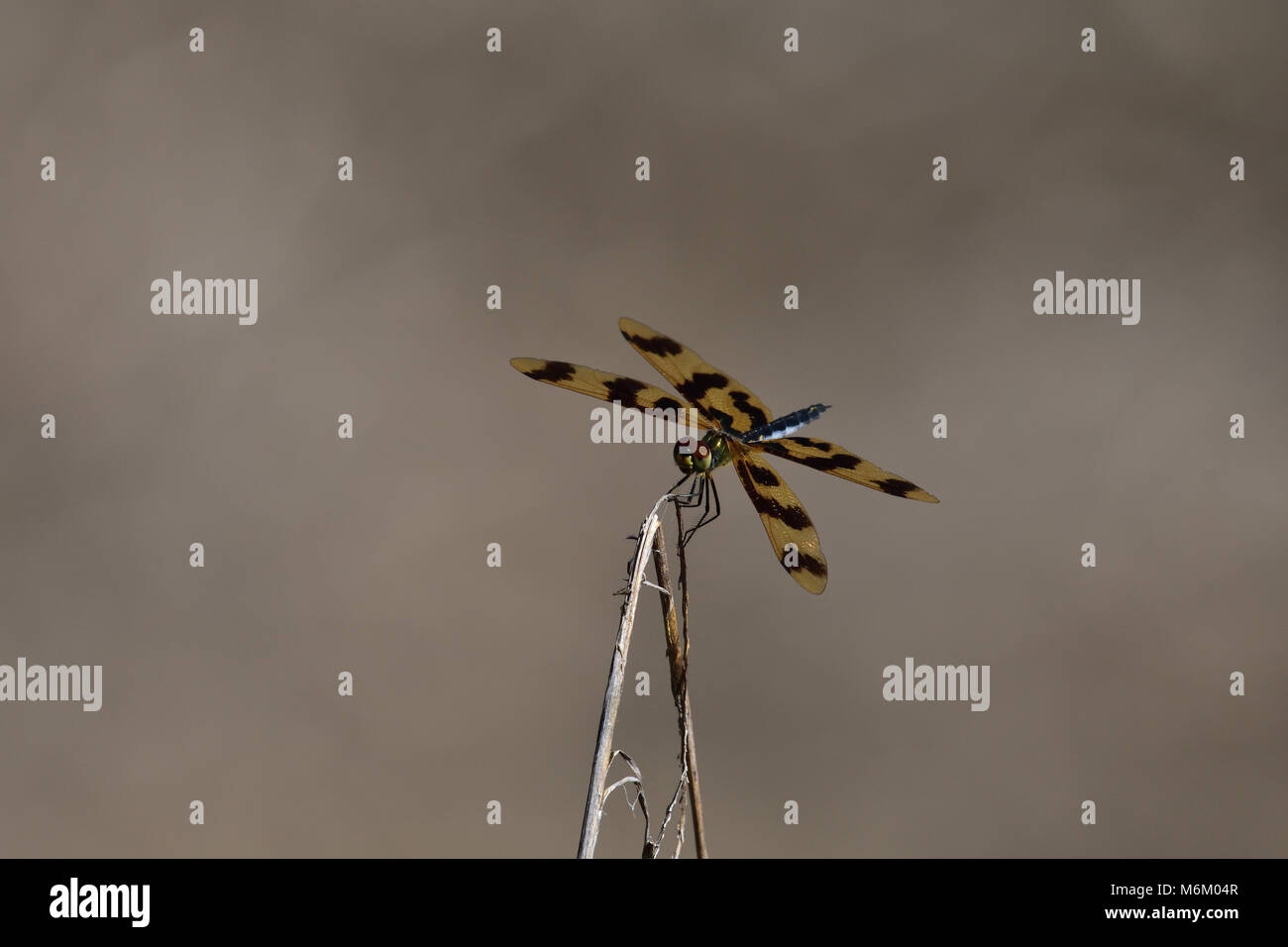 Un australiano Graphic Flutterer Dragonfly in appoggio su un ramoscello Foto Stock