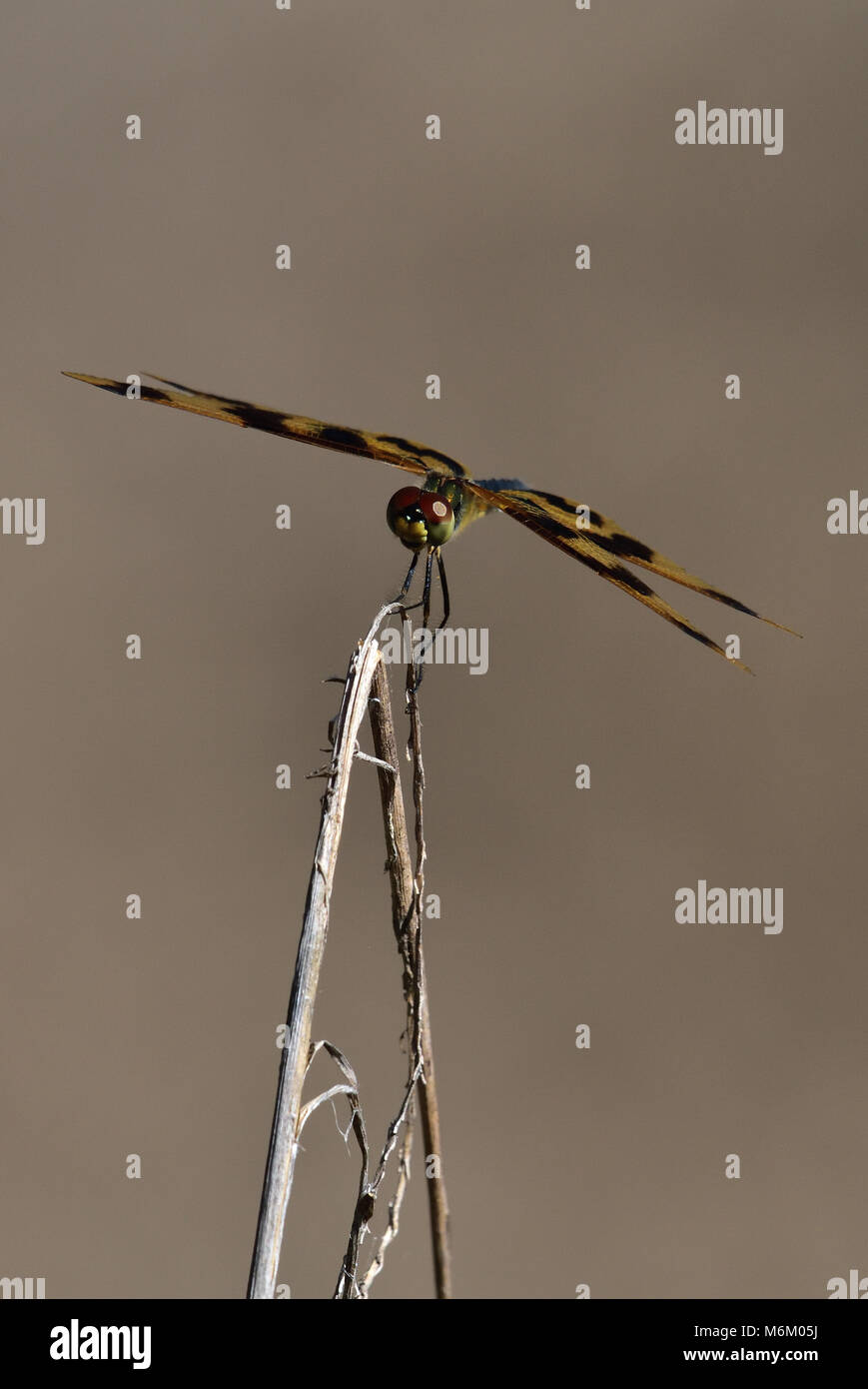 Un australiano Graphic Flutterer Dragonfly in appoggio su un ramoscello Foto Stock