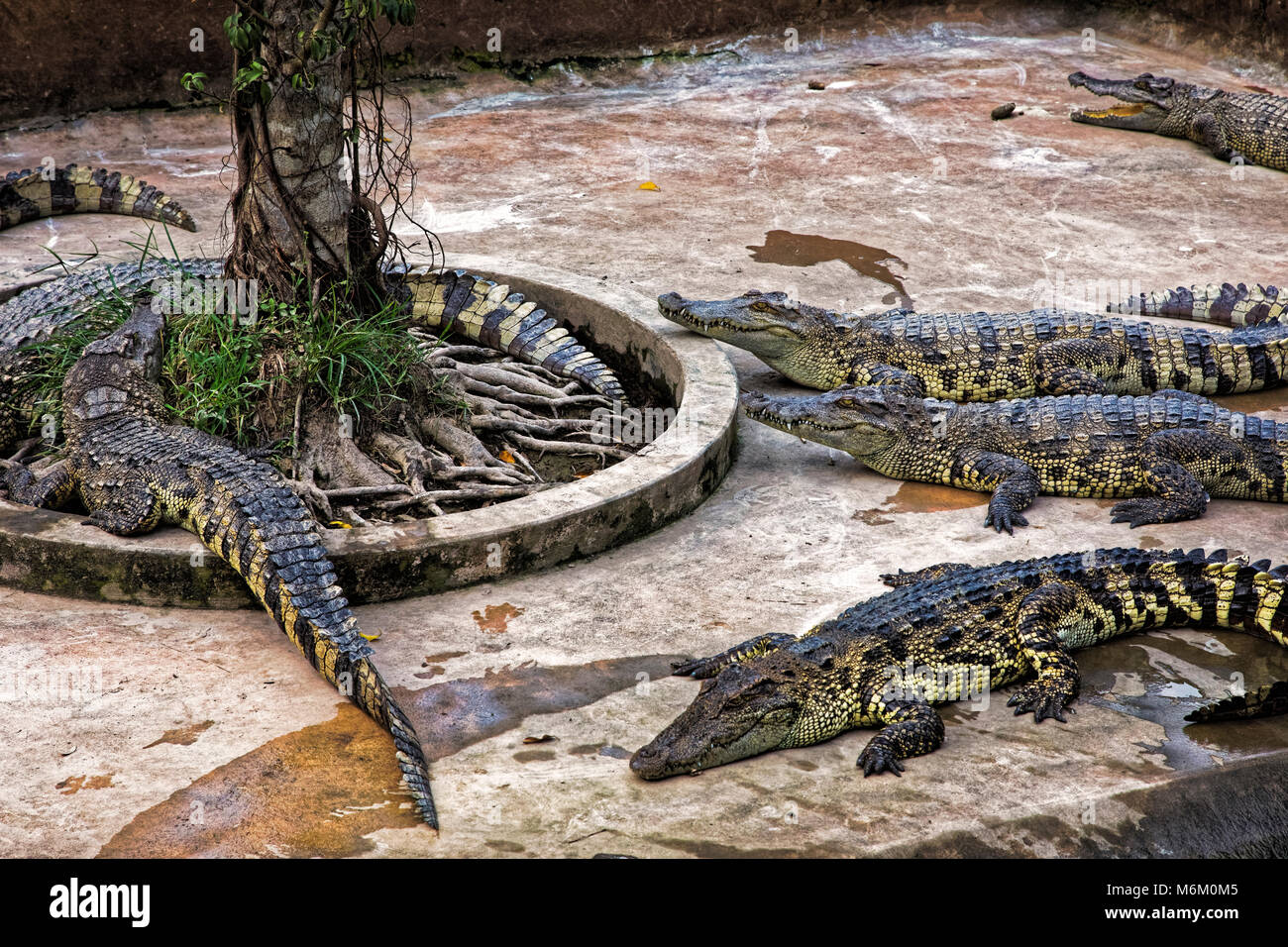 Siamese coccodrilli Crocodylus siamensis in una fattoria di coccodrilli nel Delta del Mekong, Vietnam Foto Stock