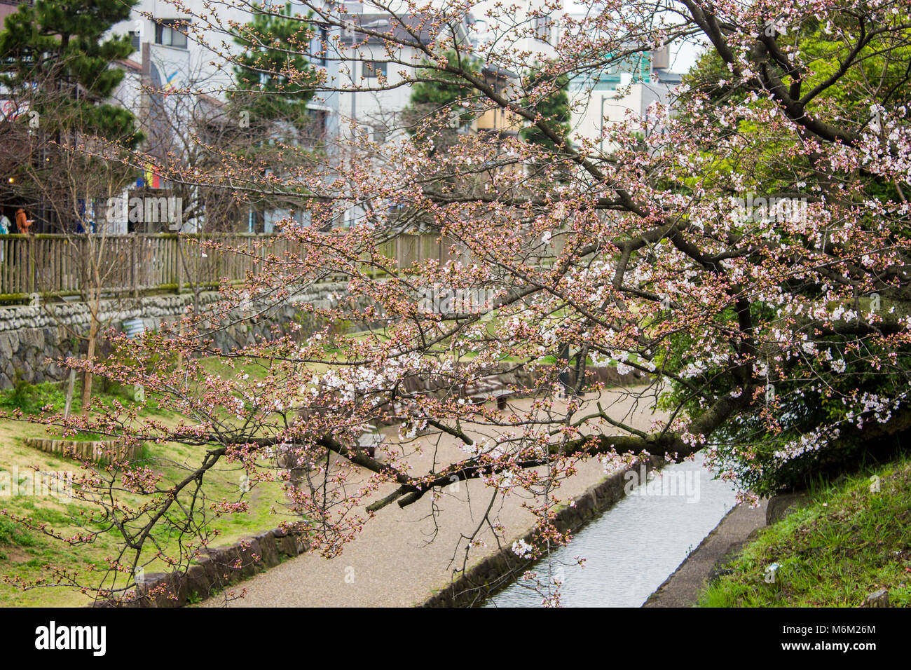 Sakura bello fiori di ciliegio durante il hanami in Tetsugaku-no-michi (filosofo a piedi), Kyoto, Giappone Foto Stock