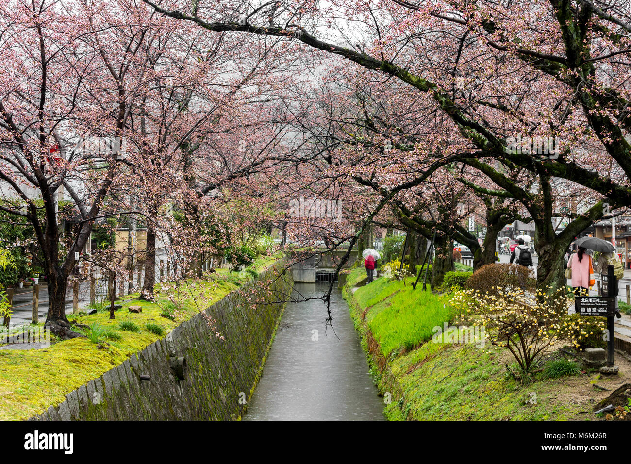 Sakura bello fiori di ciliegio durante il hanami in Tetsugaku-no-michi (filosofo a piedi), Kyoto, Giappone Foto Stock