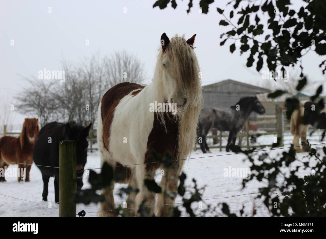 Gypsy Cob cavallo nella neve. Credito: Robert Slater Foto Stock