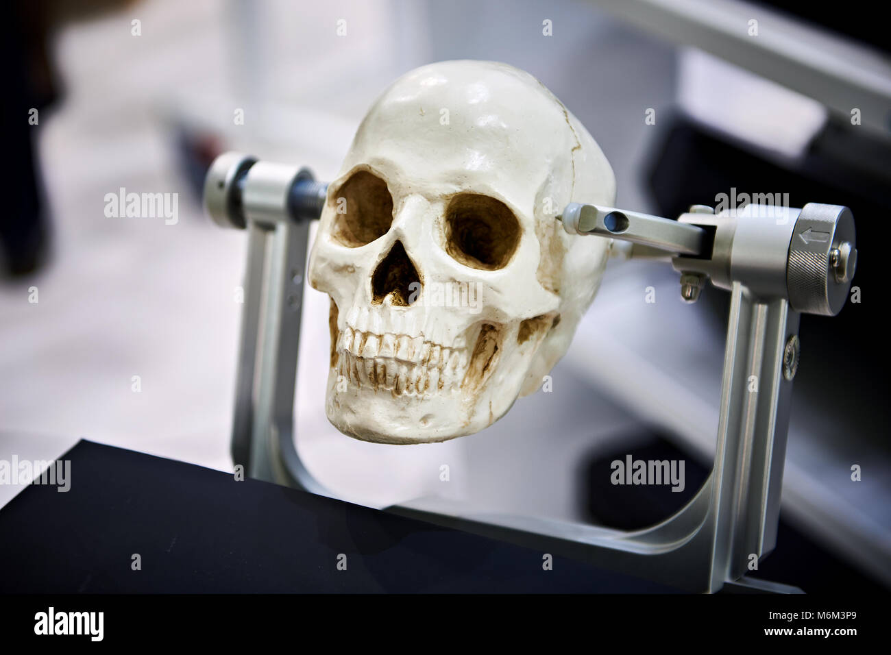 Cranio umano modello in pinze per scopi didattici closeup Foto Stock