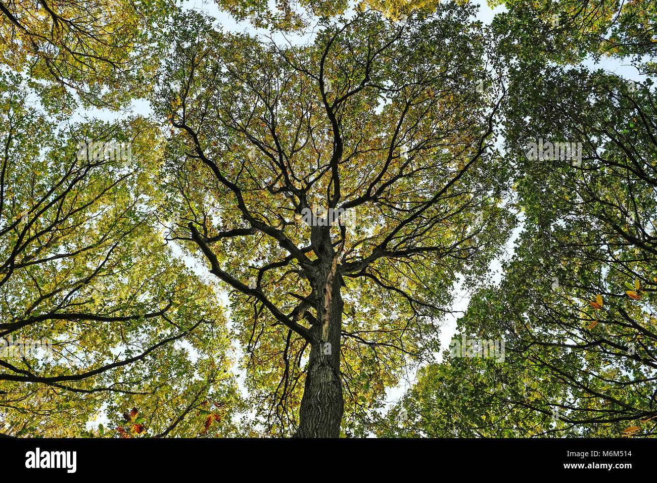 Albero canopy visto dal di sotto Foto Stock