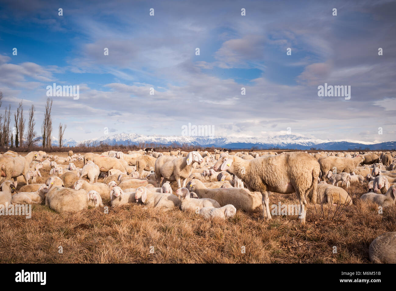 Gregge di pecore con agnelli. Essi pascolato nel giorno d'inverno. Sullo sfondo le montagne e il cielo con le nuvole. Foto Stock