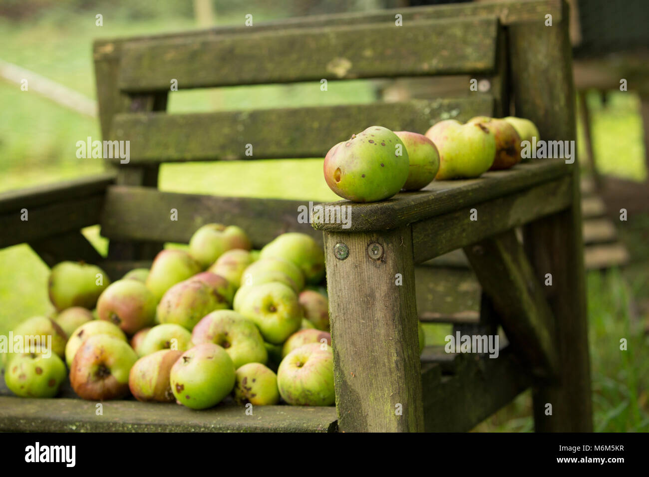 Manna per la cottura le mele raccolte da un vecchio frutteto, Lancashire North West England Regno Unito GB Foto Stock