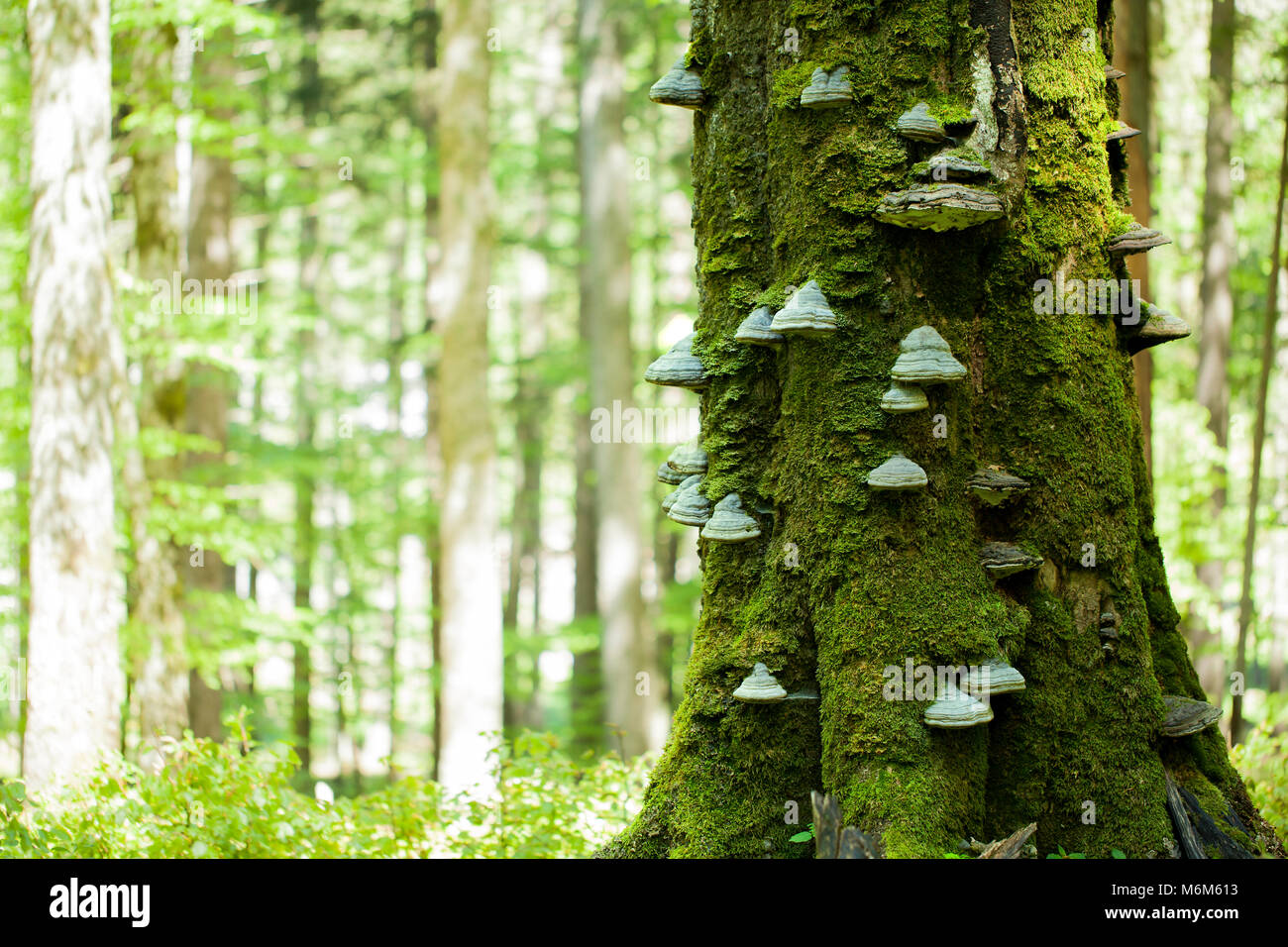 Struttura di muschio con funghi sulla corteccia Foto Stock