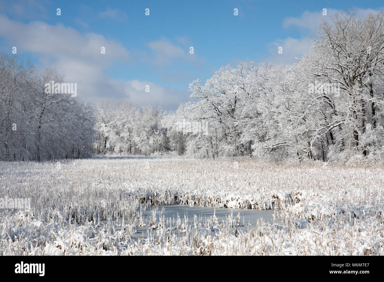 Coperta di neve alberi, cat tails, erbe e di un lago in inverno nel Michigan Foto Stock