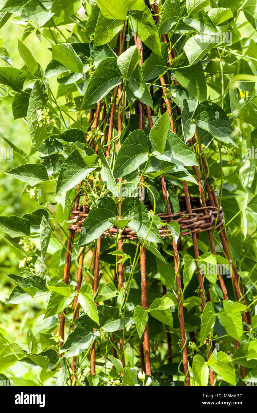 Fagioli comuni, Phaseolus vulgaris cresce su supporto in vimini per le piante nel giardino vegetale Foto Stock