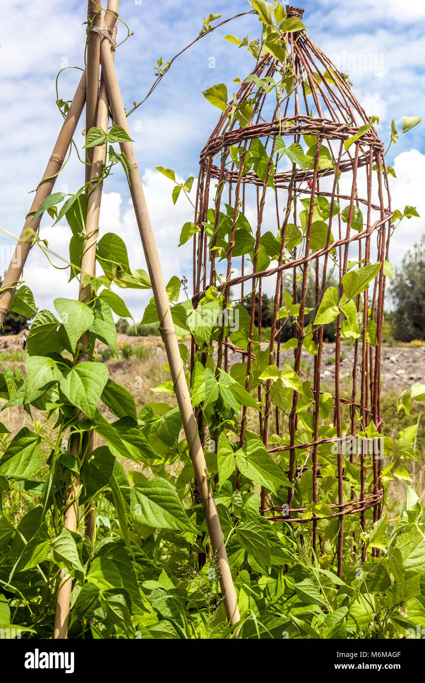 Fagioli di arrampicata in giardino, Phaseolus vulgaris cresce su supporto in vimini per le piante nel giardino vegetale Foto Stock