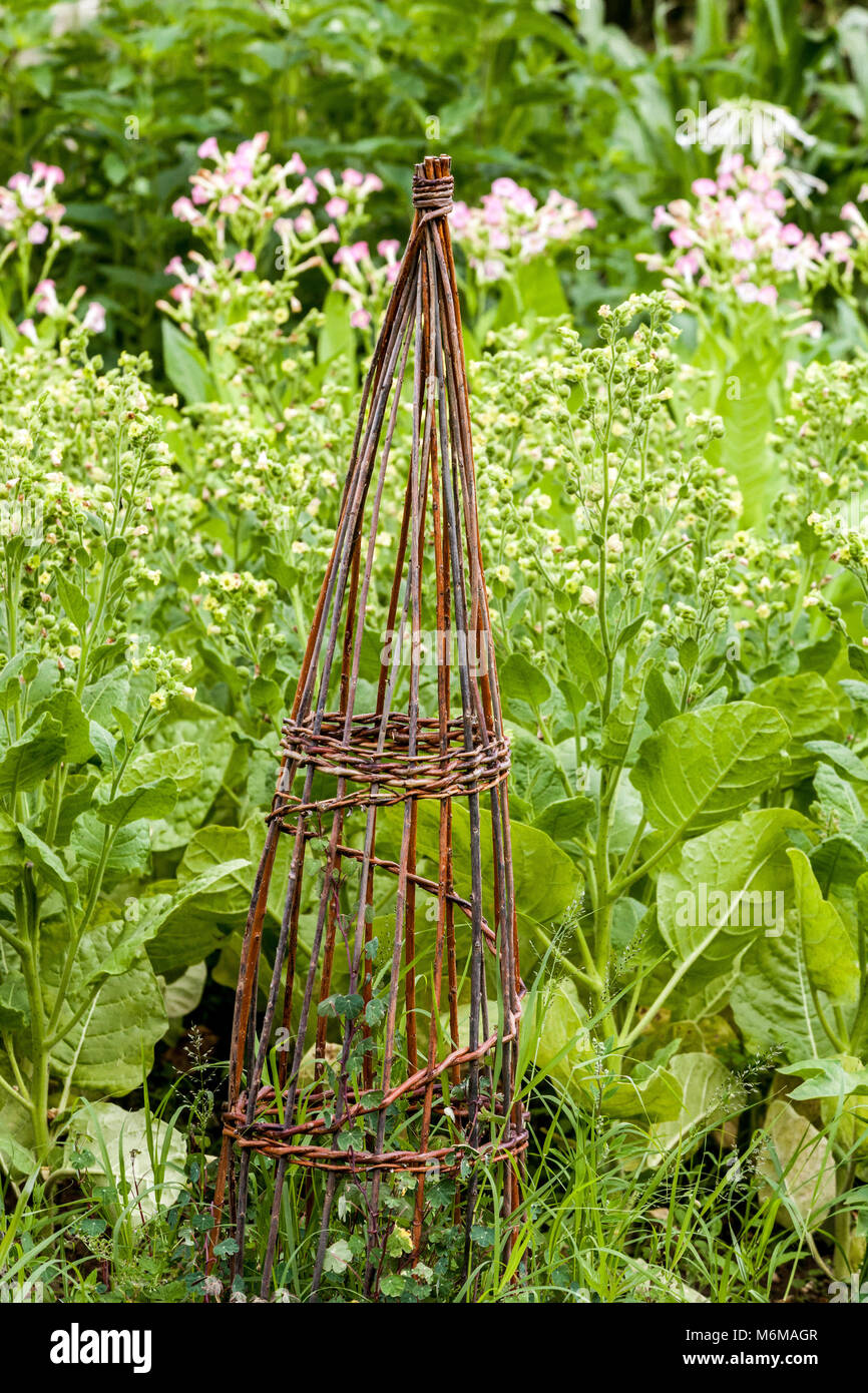 Fagioli comuni, Phaseolus vulgaris cresce su supporto in vimini per le piante nel giardino vegetale Foto Stock