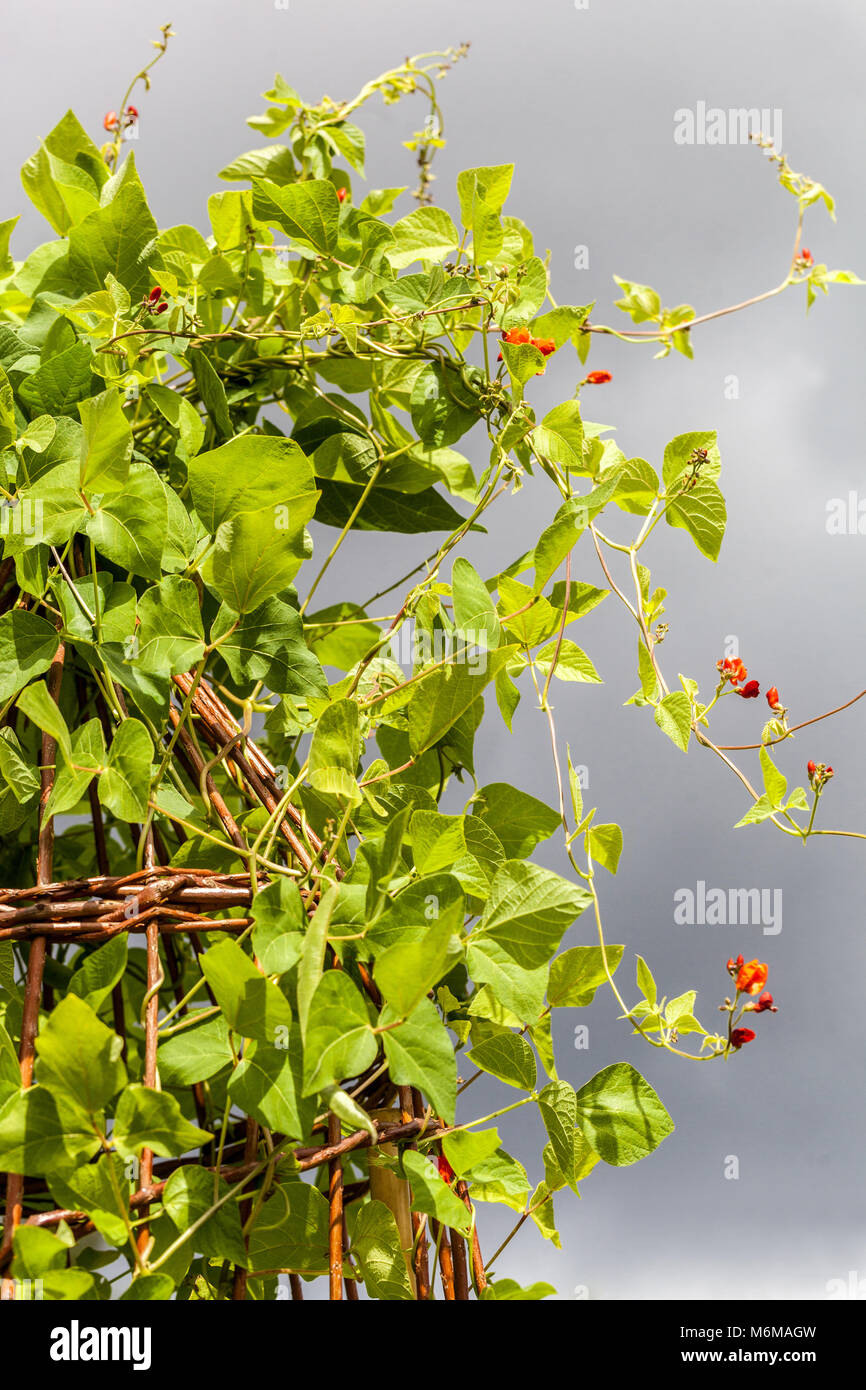 Fagioli comuni, Phaseolus vulgaris cresce su supporto in vimini per le piante nel giardino vegetale Foto Stock