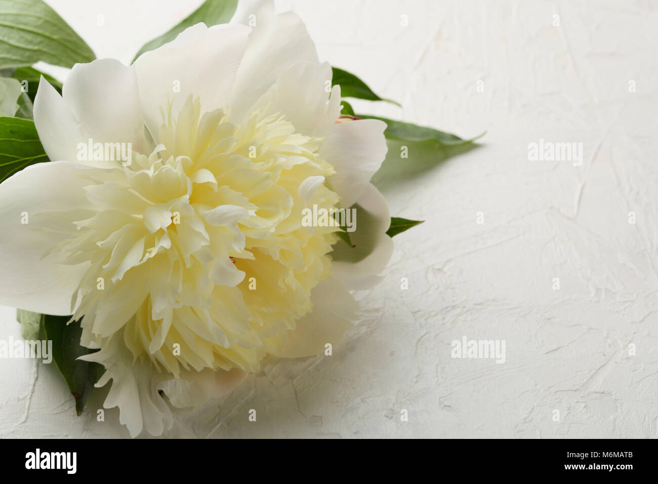 Peonia bianca su sfondo bianco, fiori Foto Stock