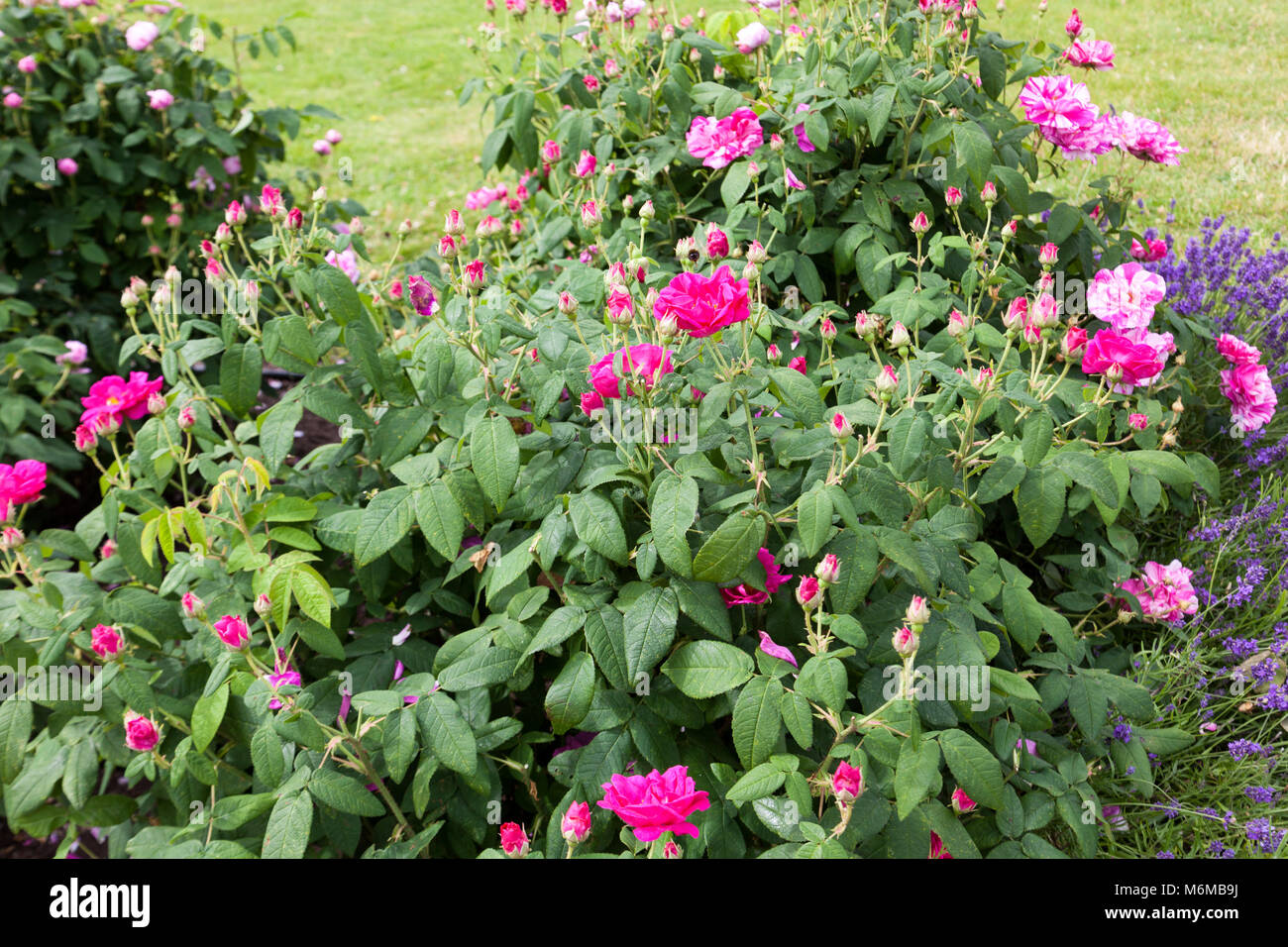 "Officinalis" francesi, rose Gallicaros (rosa gallica) Foto Stock