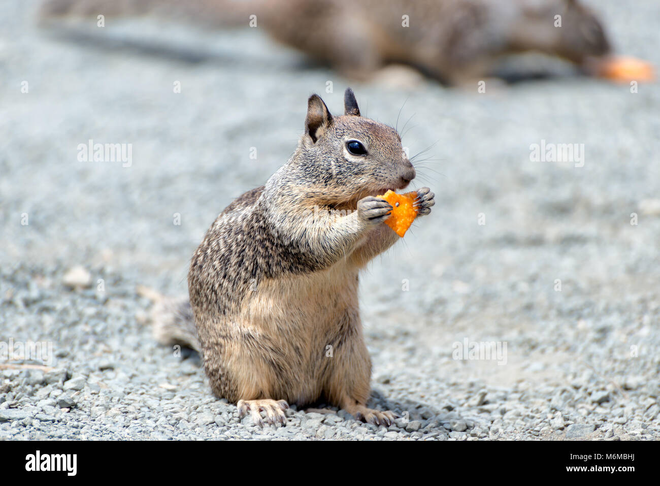 Orientale scoiattolo grigio mangiare Arachidi in Costa della California,  Big Sur Foto stock - Alamy