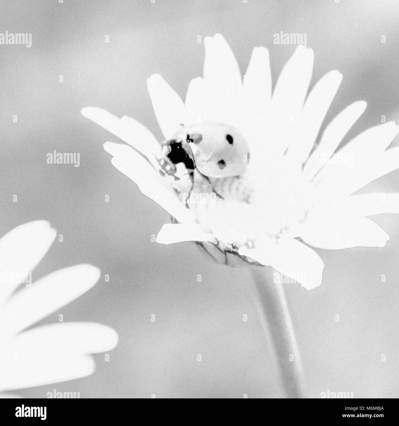 Fiore artistico, Daisy Foto Stock