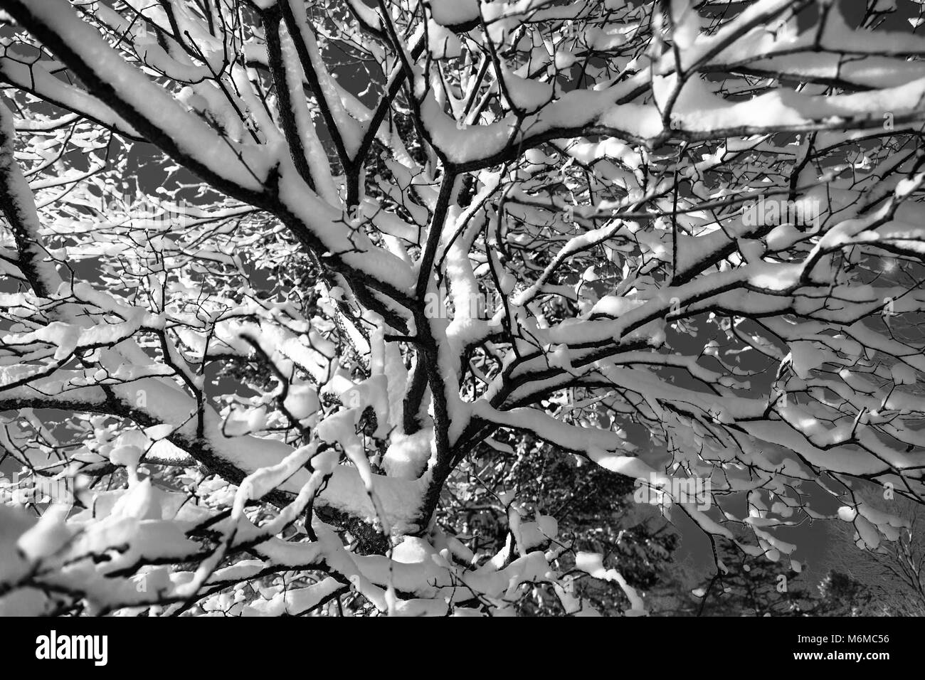 Pinafore Parco di San Tommaso, Ontario, Canada è coperto in una fresca coltre di neve come Madre Natura ha consegnato un tardo inverno nevicata alla regione. Foto Stock