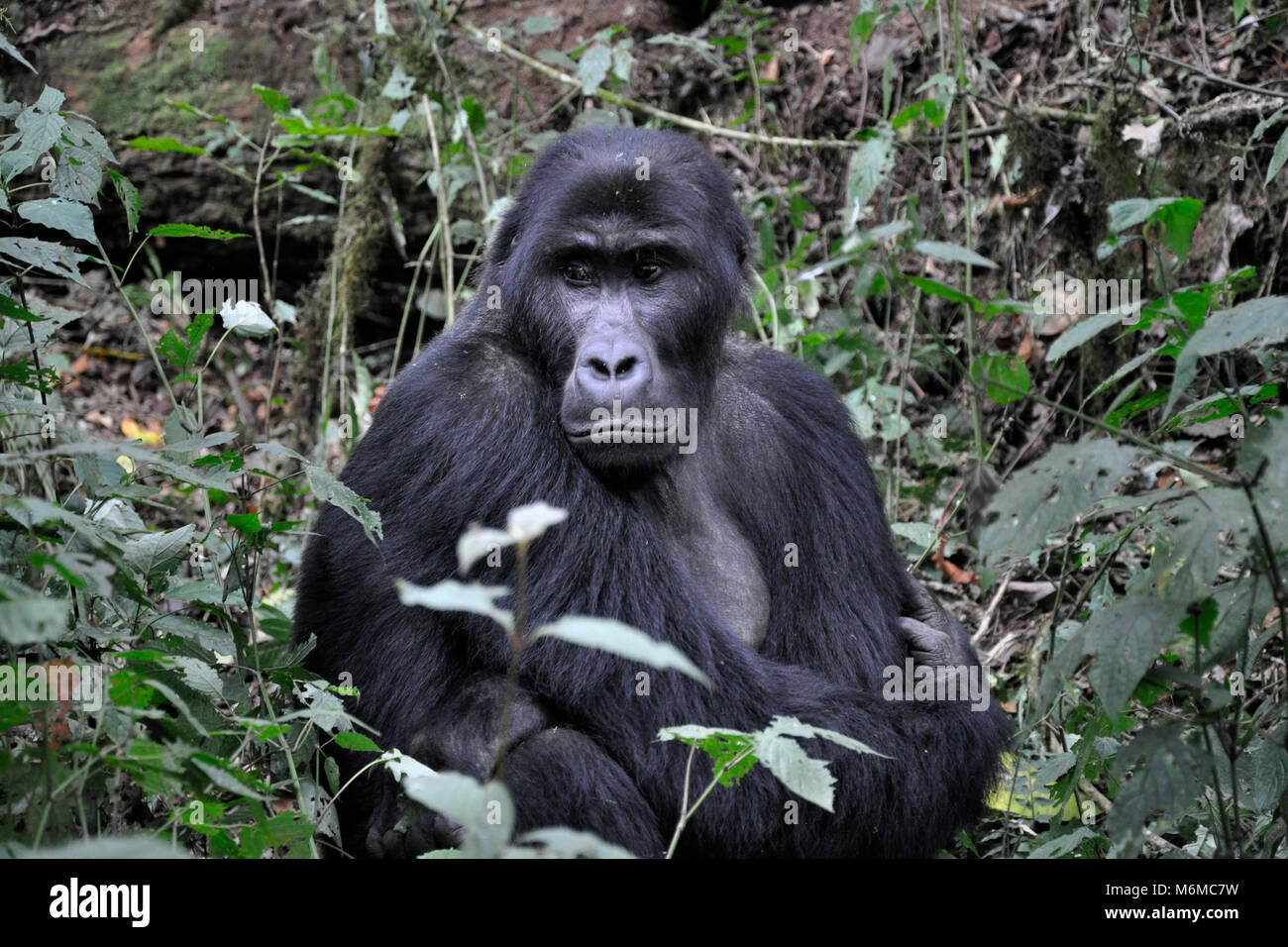 Repubblica democratica del Congo, Khauzi-Biega National Park, terra bassa Gorilla di famiglia Foto Stock