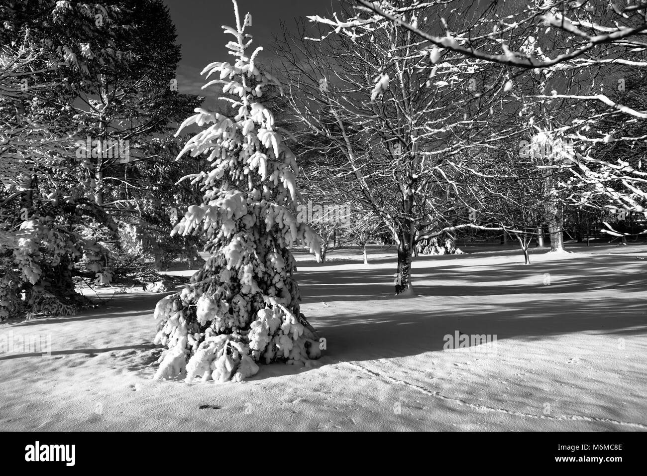 Pinafore Parco di San Tommaso, Ontario, Canada è coperto in una fresca coltre di neve come Madre Natura ha consegnato un tardo inverno nevicata alla regione. Foto Stock