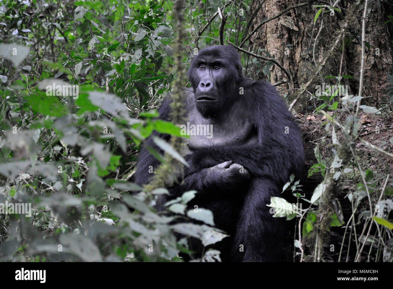 Repubblica democratica del Congo, Khauzi-Biega National Park, terra bassa Gorilla di famiglia Foto Stock