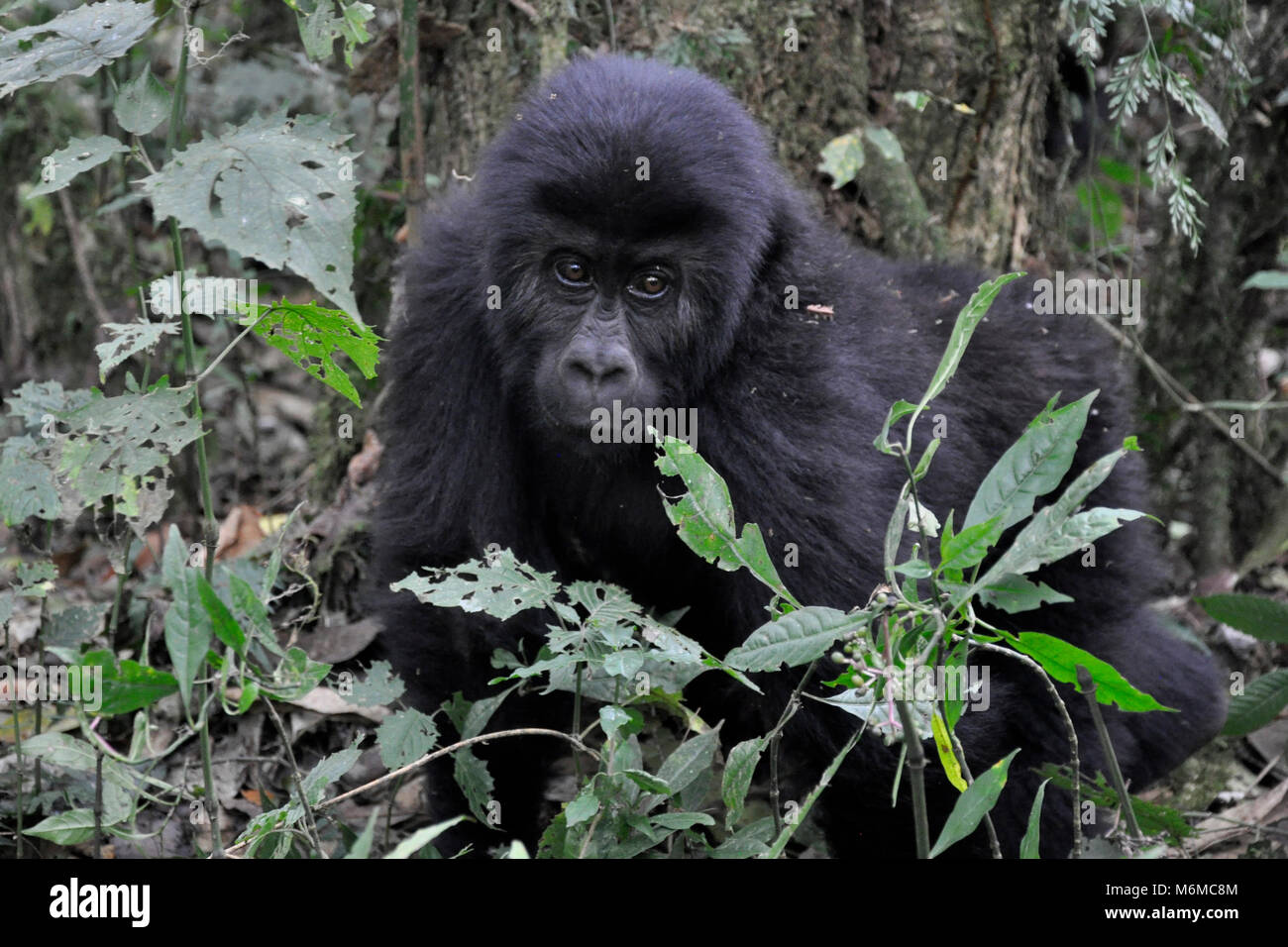 Repubblica democratica del Congo, Khauzi-Biega National Park, terra bassa Gorilla di famiglia Foto Stock