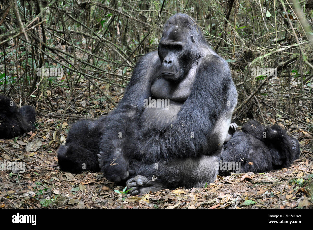 Repubblica democratica del Congo, Khauzi-Biega National Park, terra bassa Gorilla di famiglia Foto Stock