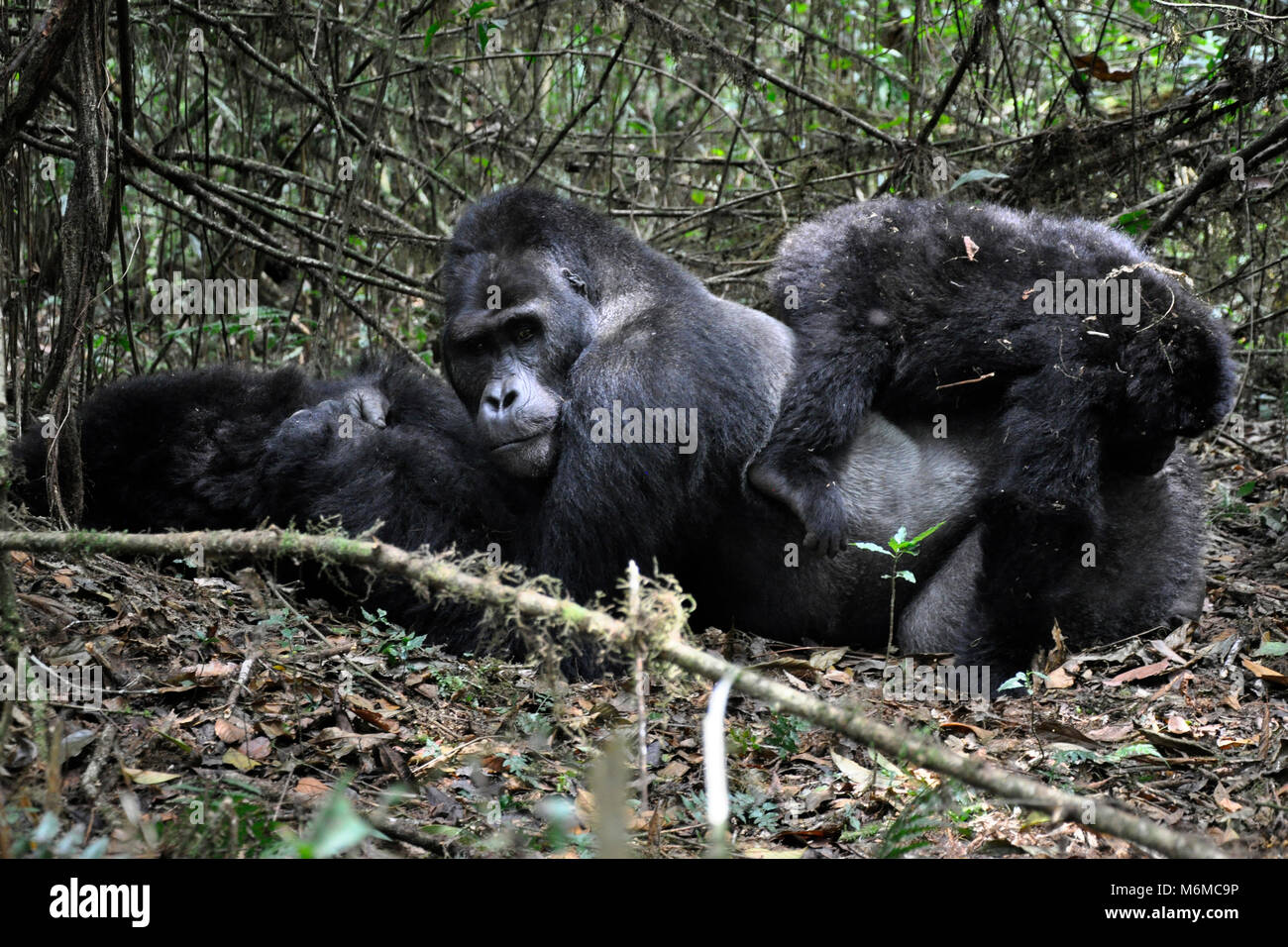 Repubblica democratica del Congo, Khauzi-Biega National Park, terra bassa Gorilla di famiglia Foto Stock