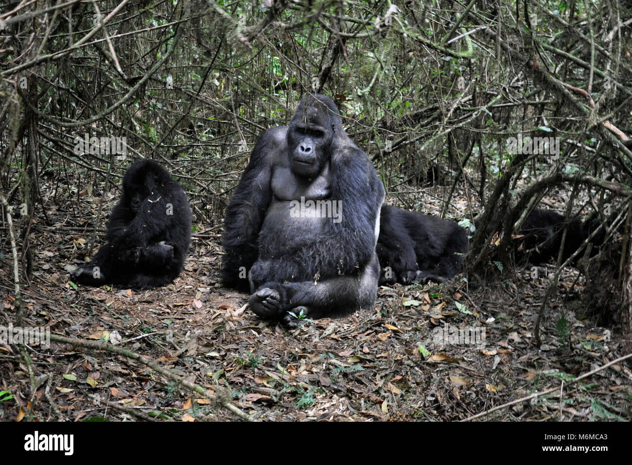 Repubblica democratica del Congo, Khauzi-Biega National Park, terra bassa Gorilla di famiglia Foto Stock