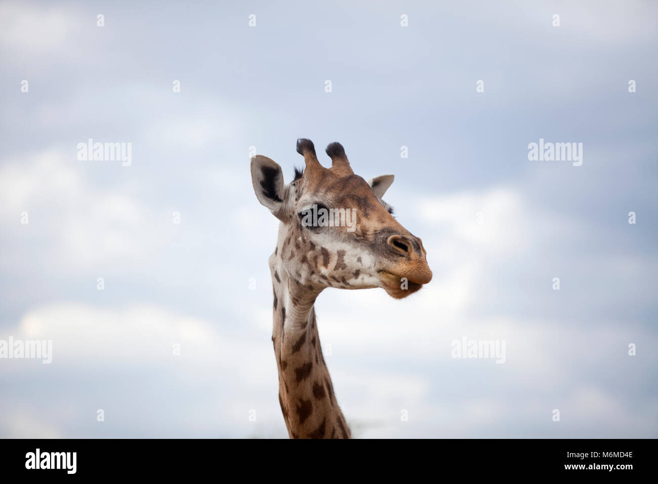 Primo piano di una giraffa del volto Foto Stock