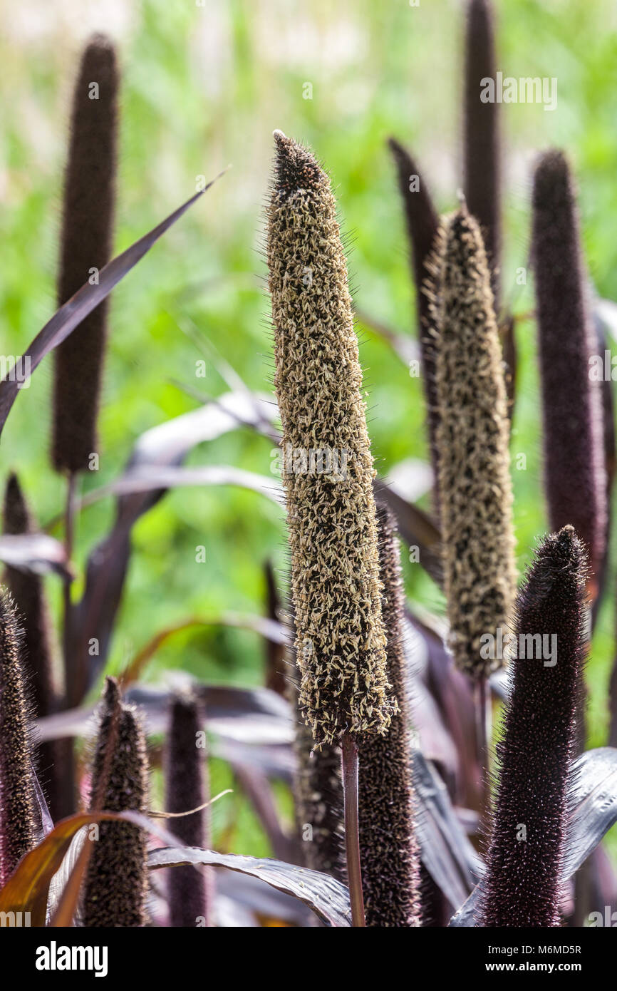 Miglio, Pennisetum glaucum 'Viola Maestà", andato alle sementi Foto Stock