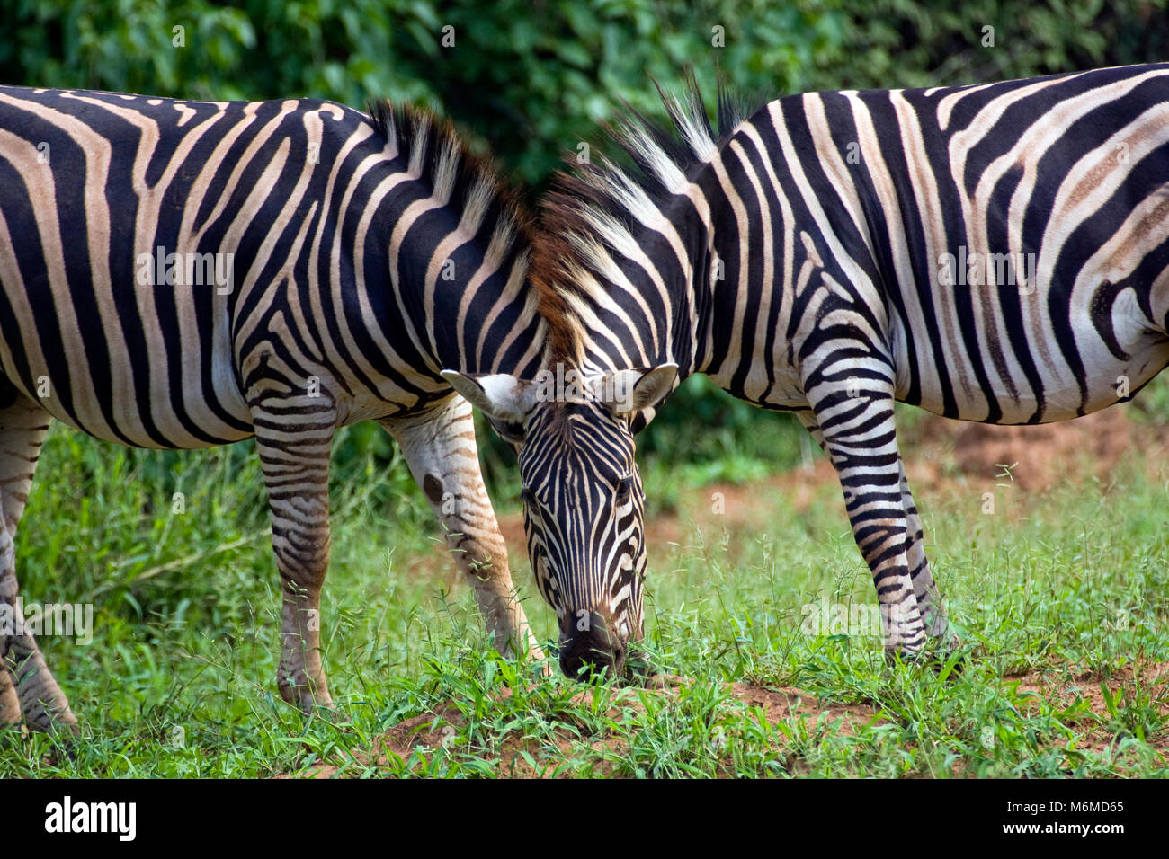 Zebre, Kruger National Park, Sud Africa Foto Stock